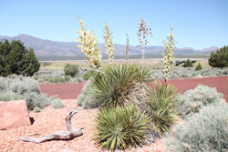 Explore Roadside Nature - Yucca flowers in Zion